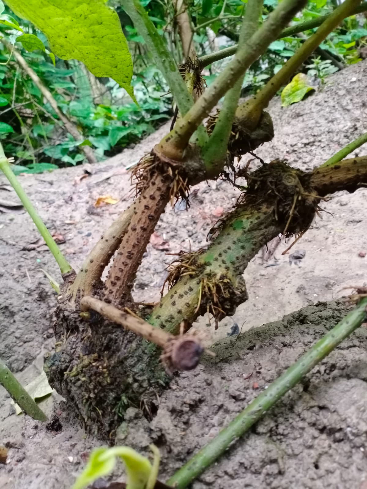 Chui-Jhal Infused Oil